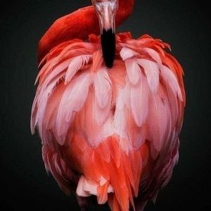 Meet your Posher, Heidi